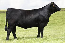 This is an example of the Angus breed of cattle.